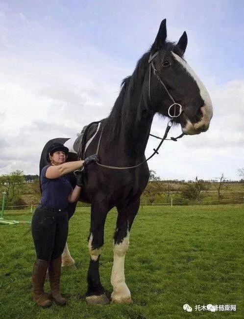 世界上10大重型马外形简直是陆地坦克