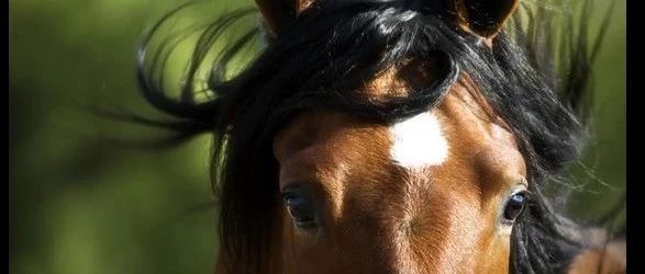 了解马视觉感受器和视觉行为