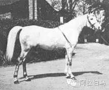 战火中永生——波兰系阿拉伯马的故事