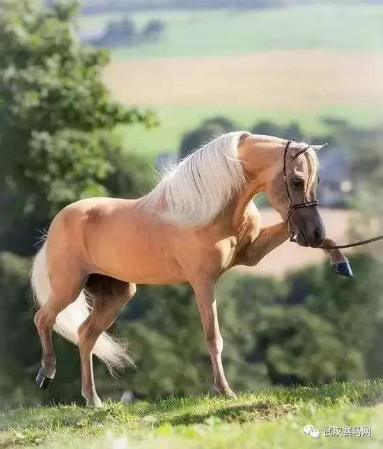 金身 银鬃 palomino   "金身银鬃"体毛奶白色或金黄色,鬃毛和尾毛为
