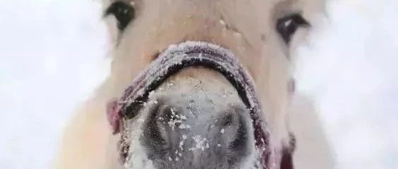 马儿用鼻子表达喜怒哀乐