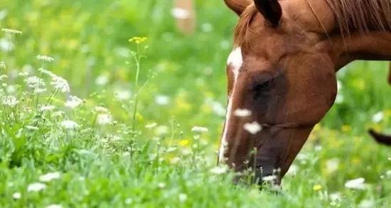 春天，马儿吃刚生长的绿草