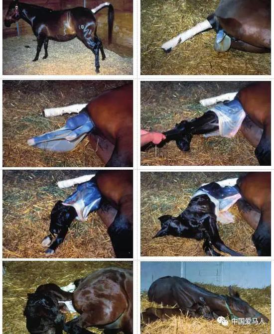 当妈的母马太不容易了