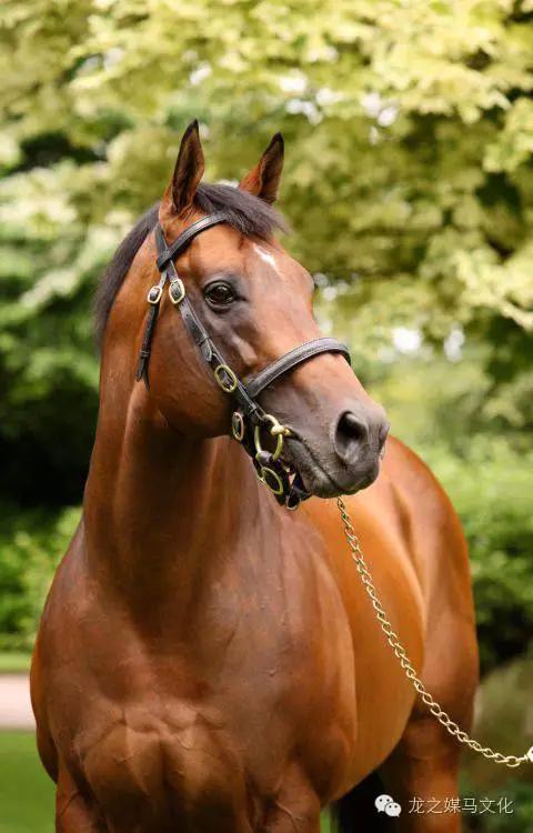 奥尔洛夫速步马(orlov trotter):是俄罗斯人用阿拉伯马作为父本改良