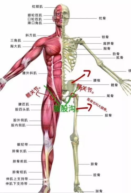 跑步必须掌握的要领怎么判断自己跑步有没有送髋