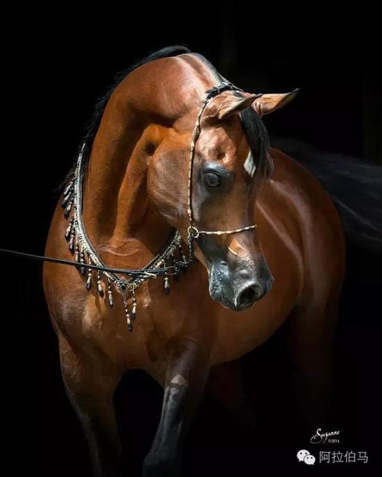 战火中永生——波兰系阿拉伯马的故事