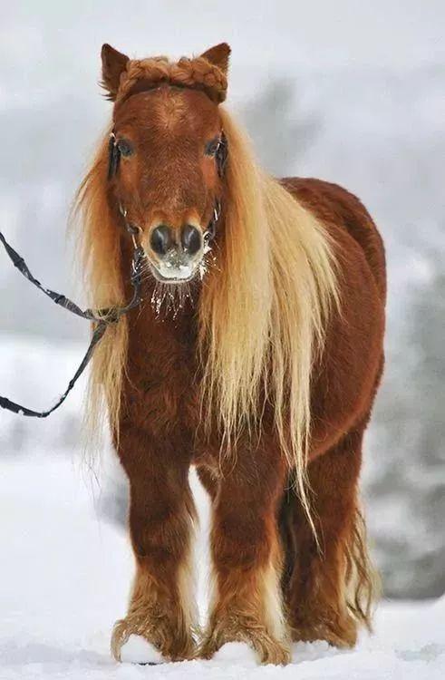 高萌预警~——这可能是全世界最可爱的马