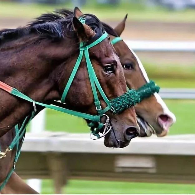 赛马比赛距离的专业叫法