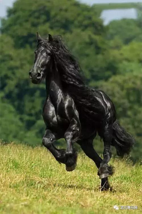 马上学英语马匹不同年龄的称呼