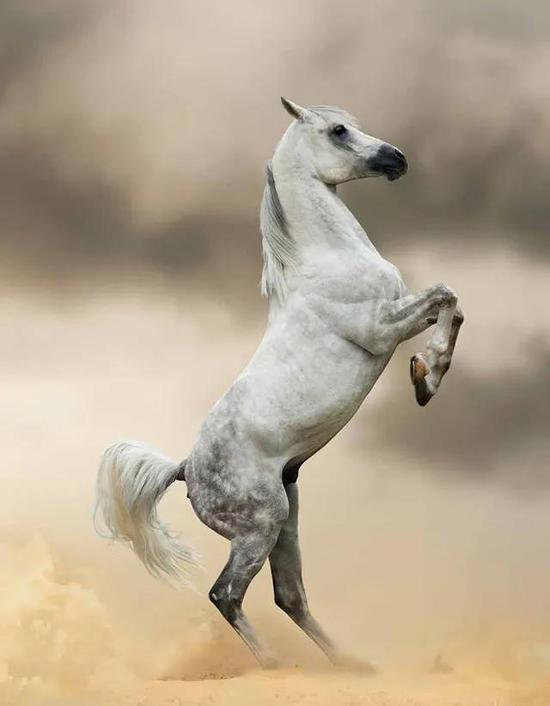 上帝抓起一阵风世上就有了阿拉伯马