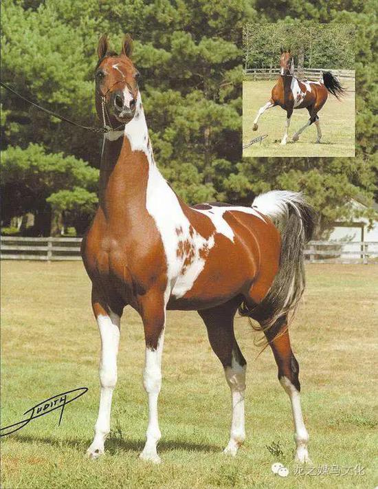  ¨登记>阿拉伯马衍生品种——品脱阿拉伯马≤花色