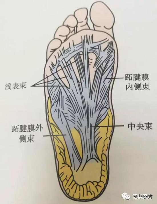 将足底的软组织分成3部分:跖腱膜内侧束,中间束和外侧束