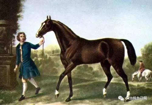 纯血马三大祖先之一：达利阿拉伯（Darley Arabian）