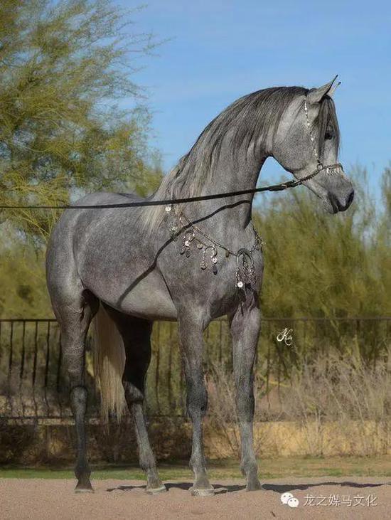 庄园中的玫瑰花——克拉比系阿拉伯马