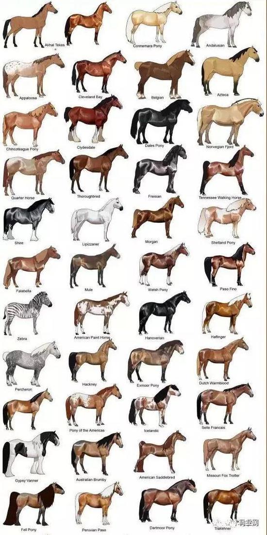 常见马种