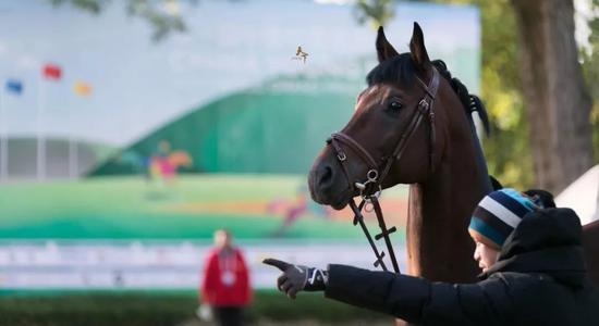 2019首届中国年青马西坞大奖赛