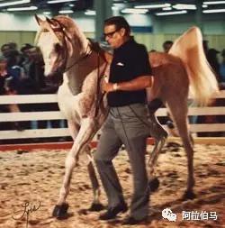沙漠绿洲上的彩虹:埃及系阿拉伯马的故事(下