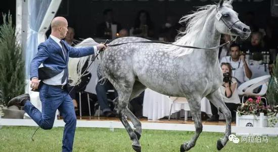 战火中永生——波兰系阿拉伯马的故事