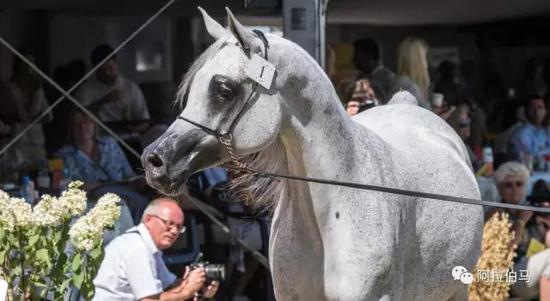 战火中永生——波兰系阿拉伯马的故事