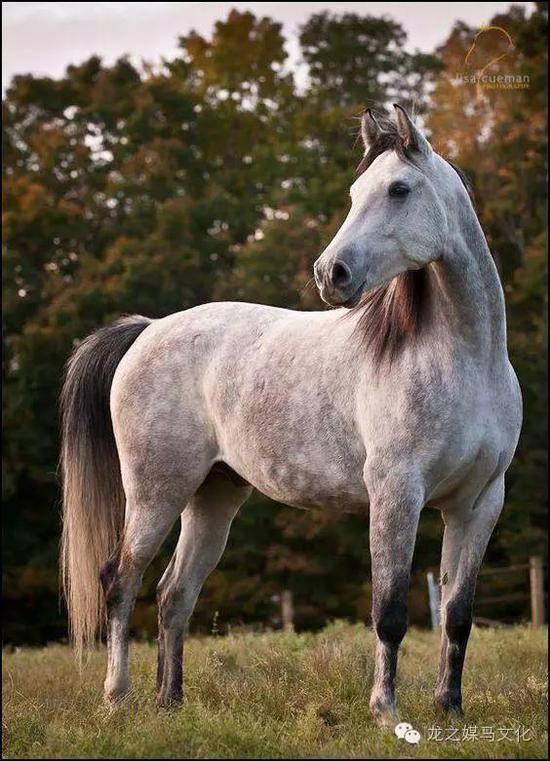 奥尔洛夫速步马(orlov trotter):是俄罗斯人用阿拉伯马作为父本改良