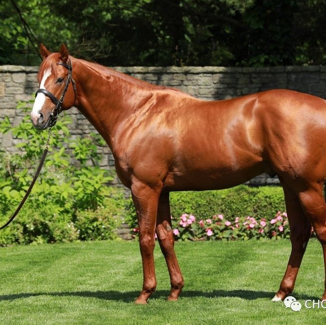 骝色栗色棕色傻傻搞不清楚？看这篇就够了！