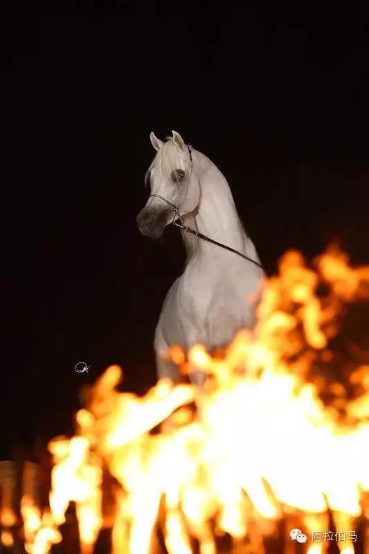 战火中永生——波兰系阿拉伯马的故事