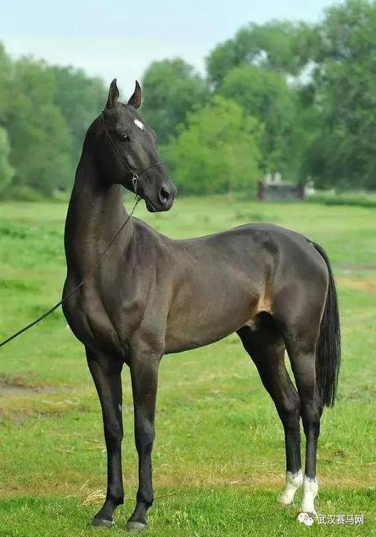 阿哈尔捷金马(汗血马)akhal-teke horse弗里斯兰马friesian horse塞拉