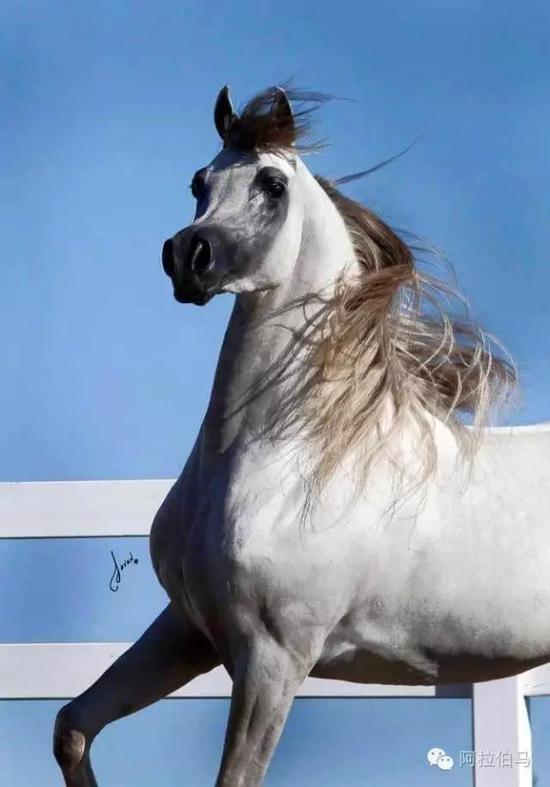 战火中永生——波兰系阿拉伯马的故事