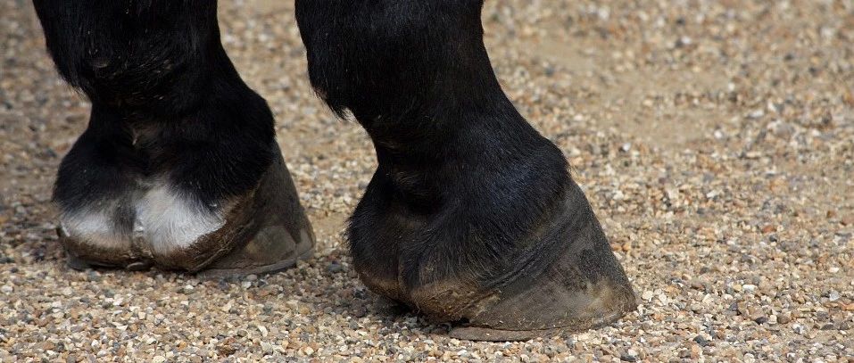 马来〗马的指甲还有这种妙用 ¨去掉>