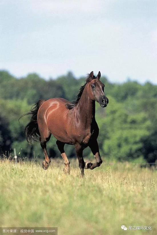 美国育种史的开端摩根马