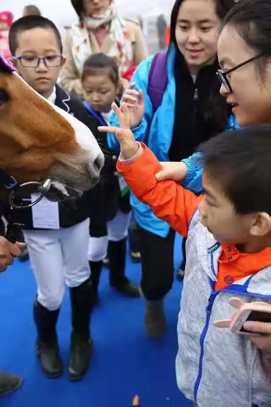 马儿深受喜爱