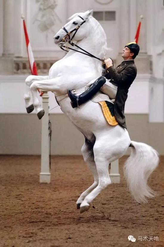 你去金色大厅听音乐会维也纳我去霍夫堡皇宫看马术表演