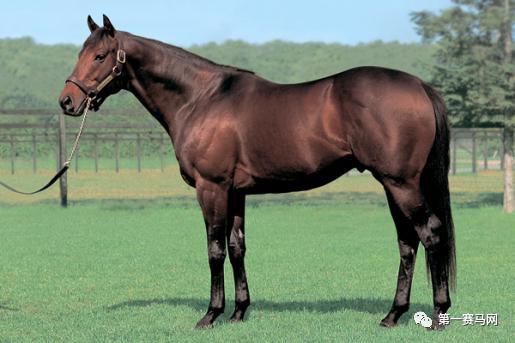 数一数谁是最强的世界纯血种公马