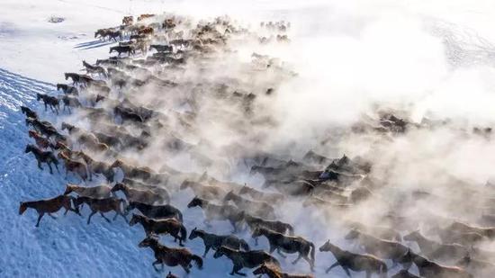万马奔腾在静谧雪原之上