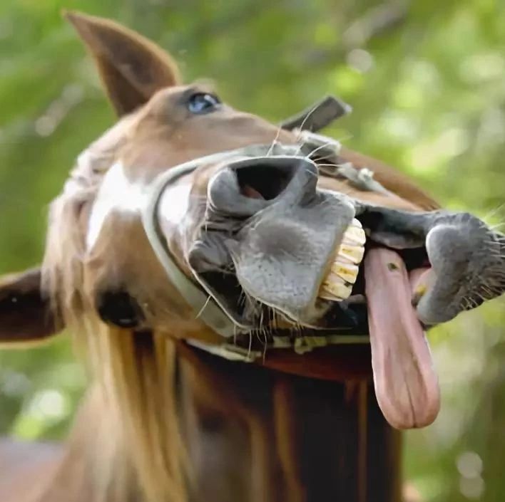 看我的舌头在表白