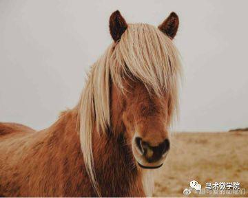 杀马特发型再上热搜究竟是人的巧手还是马的奇葩