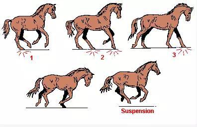 马不停蹄如何运步