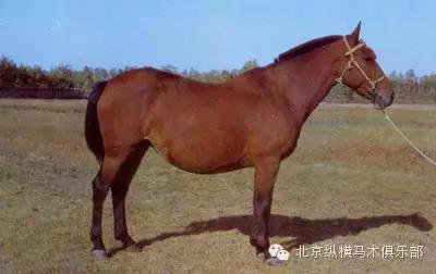 3, 金州马(辽宁金州)引入蒙古马母马,用外种轻型公马杂交,卡巴金马,盈