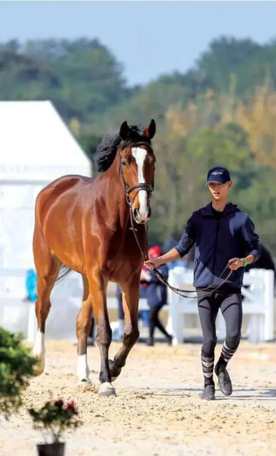 毛立新：我有一辈子的时间与马在一起