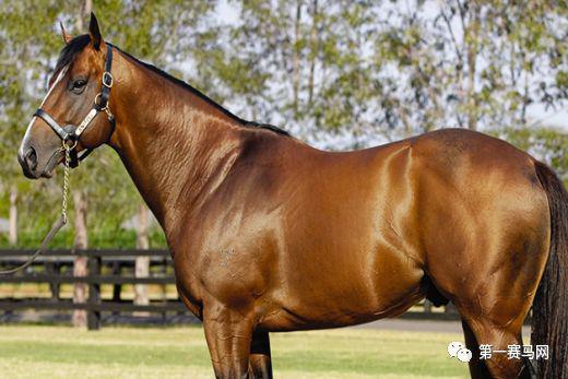 数一数谁是最强的世界纯血种公马