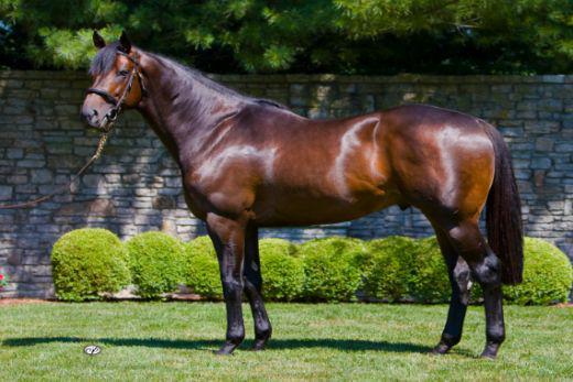 数一数谁是最强世界纯血种公马