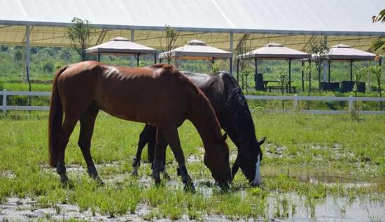 【马术知识】你知道马儿都有自己的性格吗？