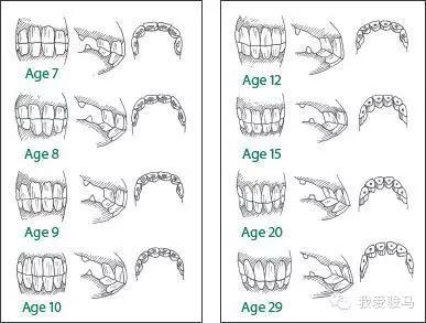 头条 从牙齿判断马的年龄