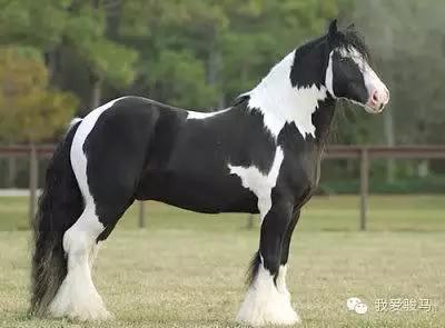 从挽马到皇家领骑——苏格兰克莱兹代尔马