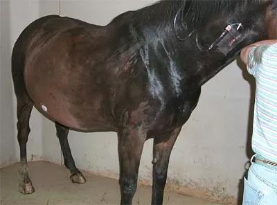 马肚子疼要不要遛马该怎么遛