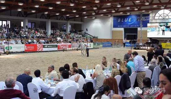 战火中永生——波兰系阿拉伯马的故事