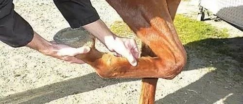 如何应对马匹的肌腱损伤？