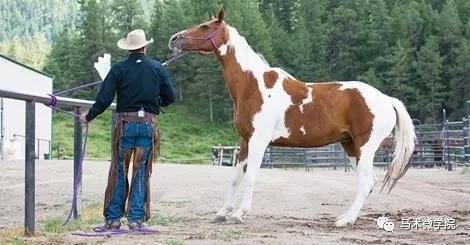 驯马的黄金年龄和方式