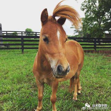 杀马特发型再上热搜究竟是人的巧手还是马的奇葩