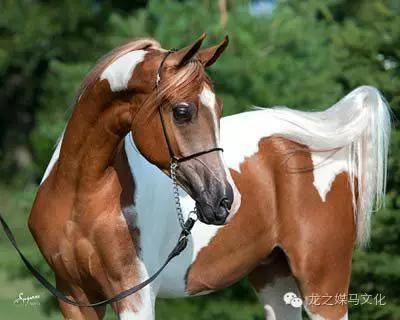 阿拉伯马衍生品种品脱阿拉伯马